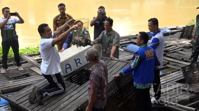 Syukuran Panen Raya Ikan Nila, Bupati Balangan Apresiasi Keberhasilan Para Pembudidaya