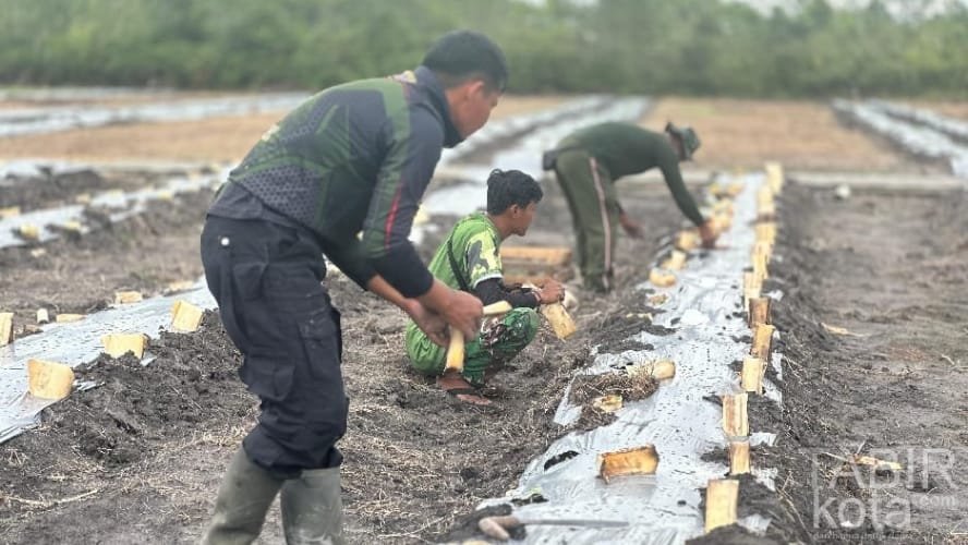 Satgas TMMD Kodim 1012/Buntok Gelar Penanaman Bibit Sayur
